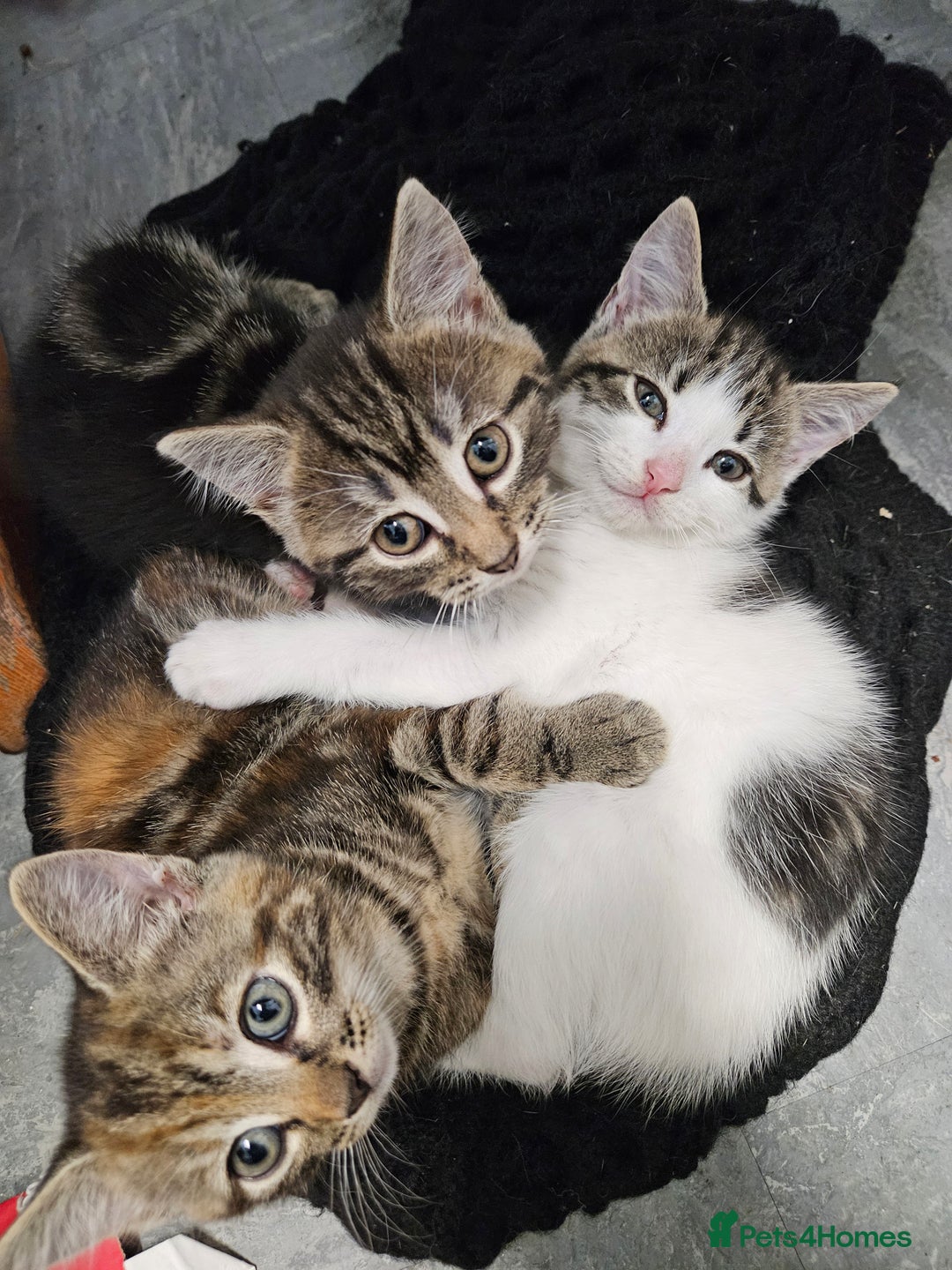 Mixed Breed cats for sale: Female kittens for sale  - Image 4