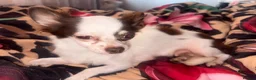 Chihuahua dogs for sale: Two female chihuahuas - Advert 7