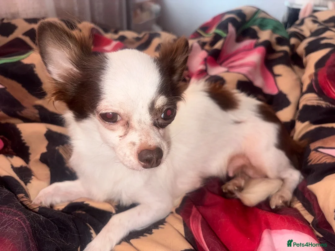 Chihuahua dogs for sale: Two female chihuahuas - Advert 7