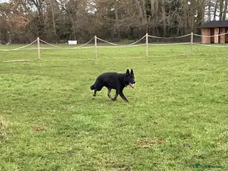 German Shepherd dogs 1 Bitch 2 Males Looking For the right Homes - Advert 5