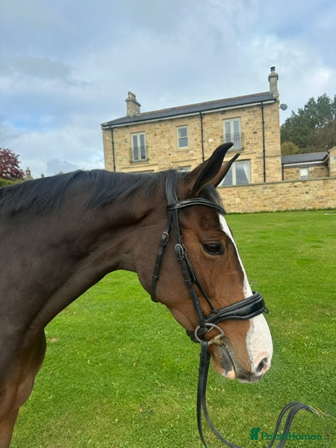English Warmblood horses for sale: Darcy - Excellent BE prospect - Image 2