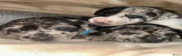 Jack Russell dogs for stud: Merle jack Russell for stud  - Advert 3