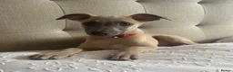 Whippet dogs for sale: Beautiful KC Registered Whippets  - Advert 9