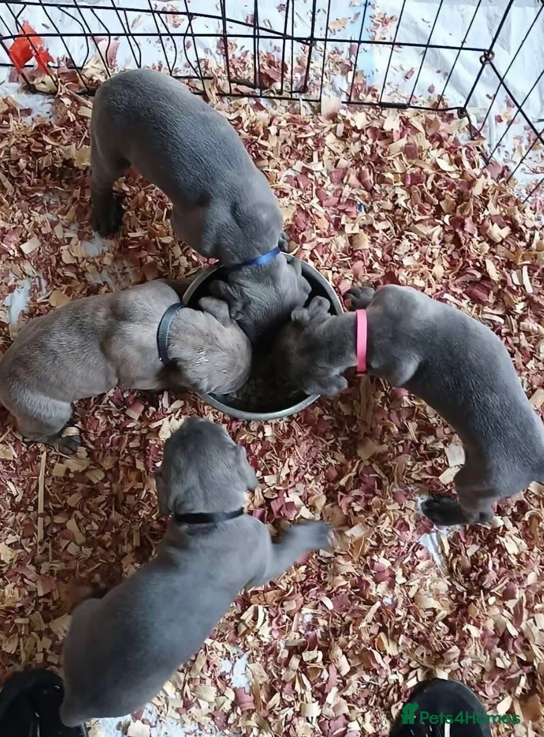 Cane Corso dogs for sale: Magnificent Cane Corso Puppies-Strong & Loyal in Brighton - Advert 10