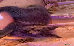 British Longhair cats for sale: British Longhair + Turkish Angora  - Image 1