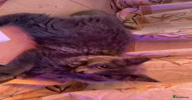 British Longhair cats - Advert 5