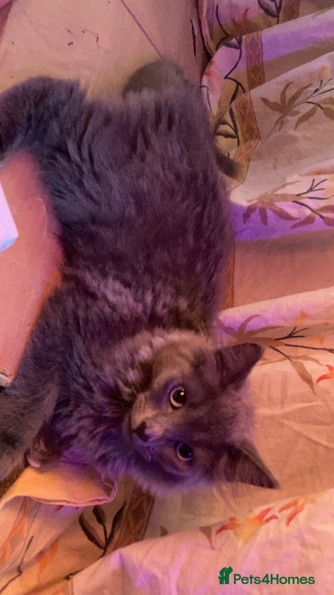 British Longhair cats for sale: British Longhair + Turkish Angora  - Image 1