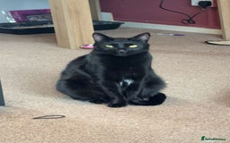 Bombay cats for sale: Shadow - Bombay - Image 2
