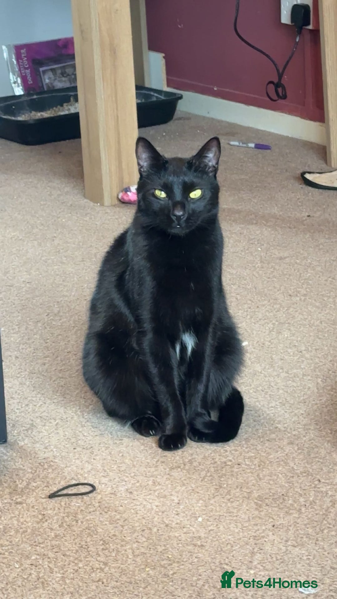 Bombay cats for sale: Shadow - Bombay - Image 2