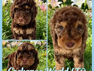 Cockapoo dogs DNA CLEAR, Beautiful Cockapoo Pups,Ready 5th June - Advert 13