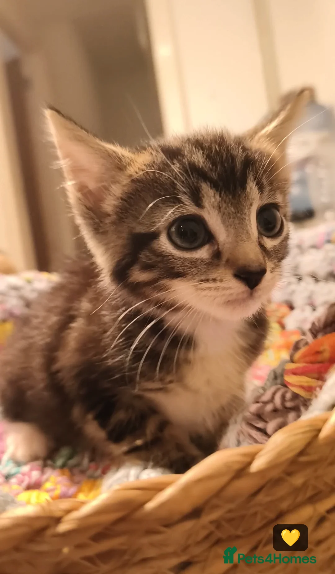 British Longhair cats for sale: 🐾 Beautiful Long-Haired Kittens – £160 Each 🐾 - Advert 2