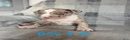 Mixed Breed dogs for sale: 11 stunning American bulldog/Staff puppies *Merle* in Halesowen - Advert 13