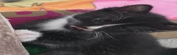 Domestic Shorthair cats for sale: 3 Kittens available  in Worthing - Advert 6