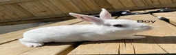 Rex rabbits for sale: 💖Pure bred mini Rex💖 - Advert 7
