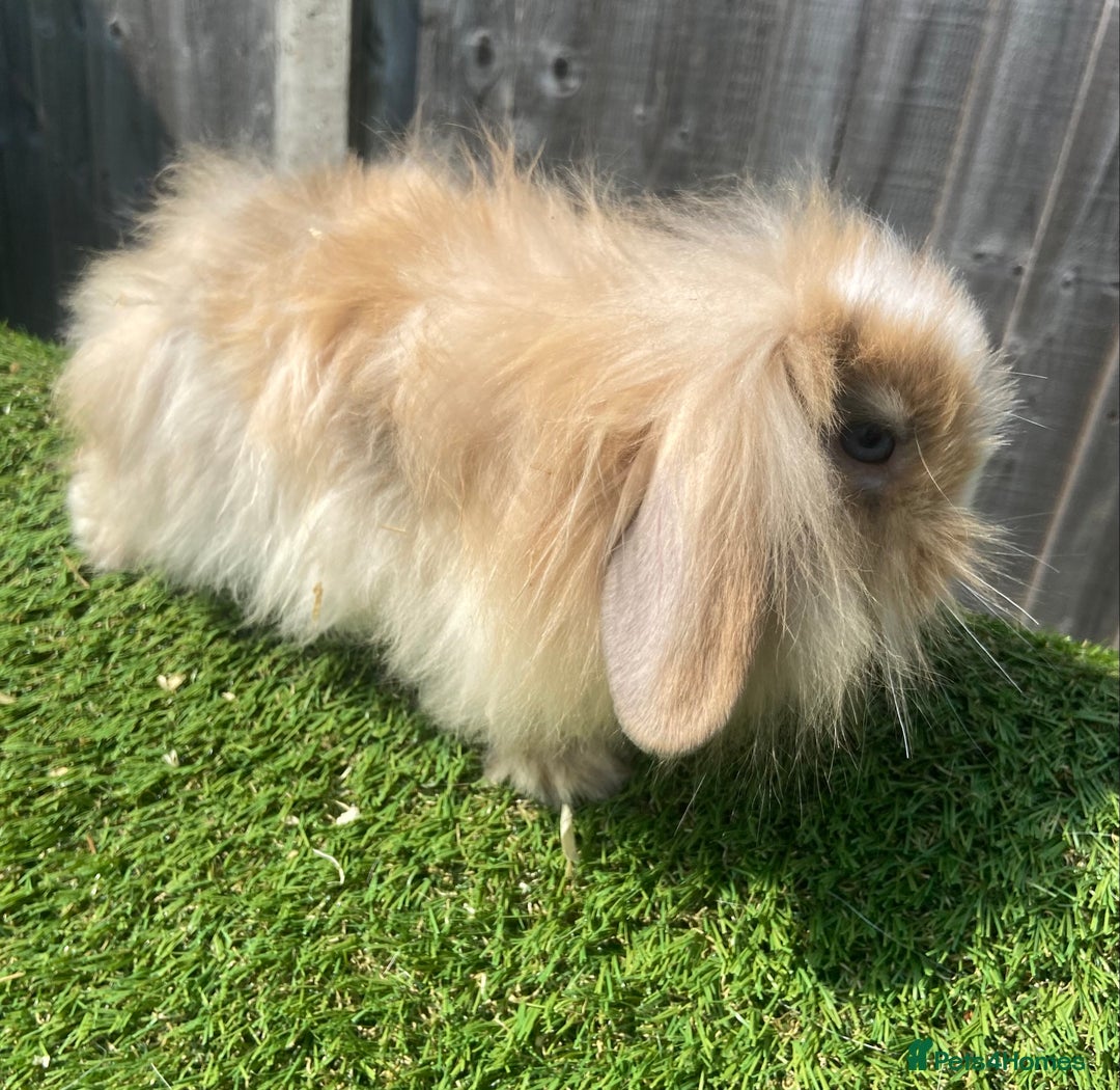 Mini Lion Lop rabbits for sale: Adorable Mini Lion Lop male bunny left 🐰  - Image 6