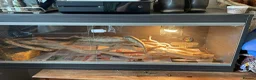 Python Snake reptiles for sale: Friendly royal python  - Advert 1