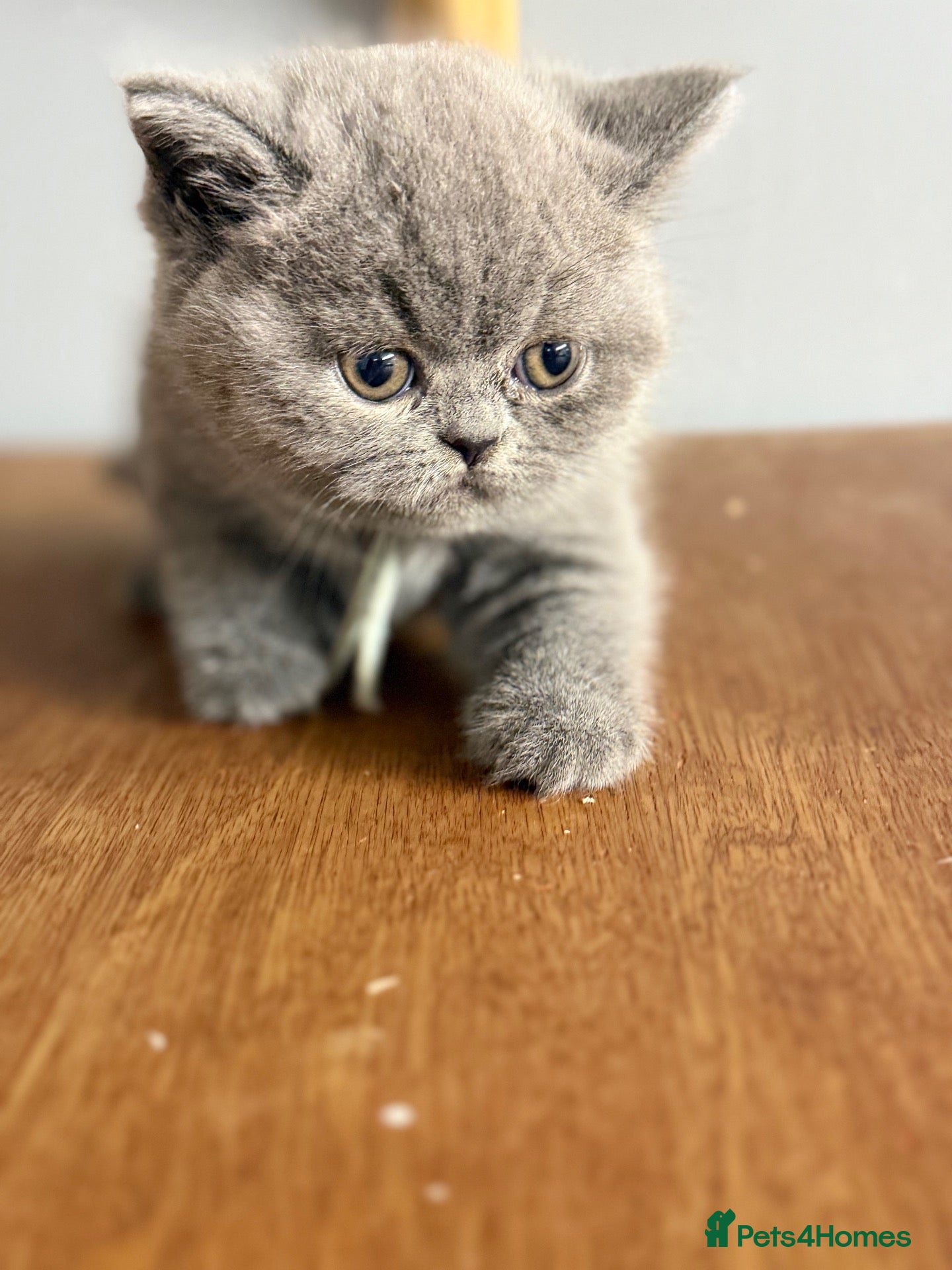 British Shorthair cats One male BSH left only - Advert 2