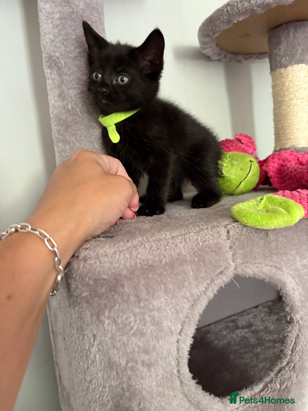 Turkish Van cats for sale: Turkish Van Mix Kittens 8 Weeks Old Ready Now! - Image 9