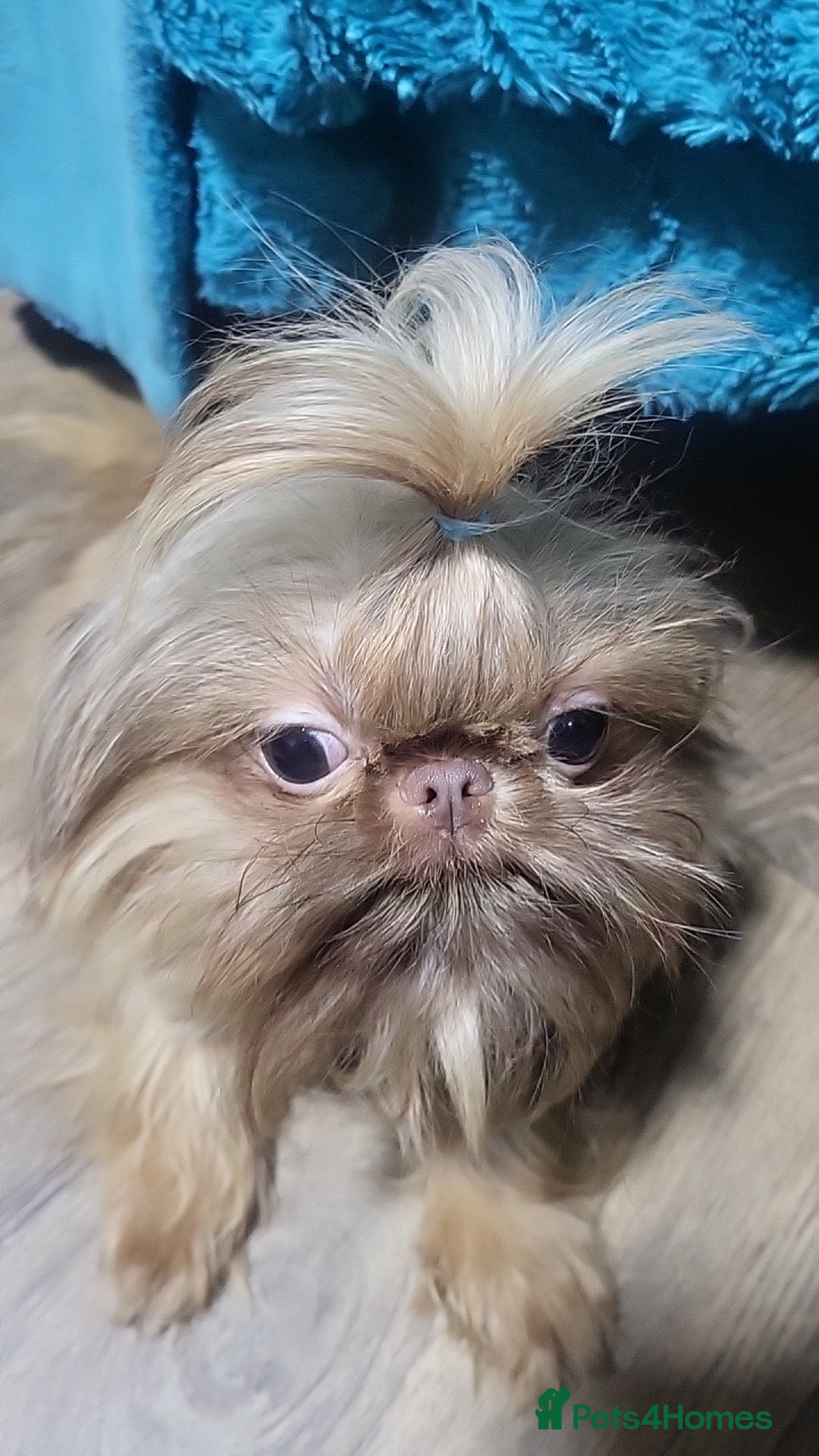 Shih Tzu dogs for stud: imperial orange/gold 1.7kg tiny boy for stud - Advert 7