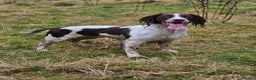 English Springer Spaniel dogs for stud: English Springer Spaniel Stud in Derby - Advert 13