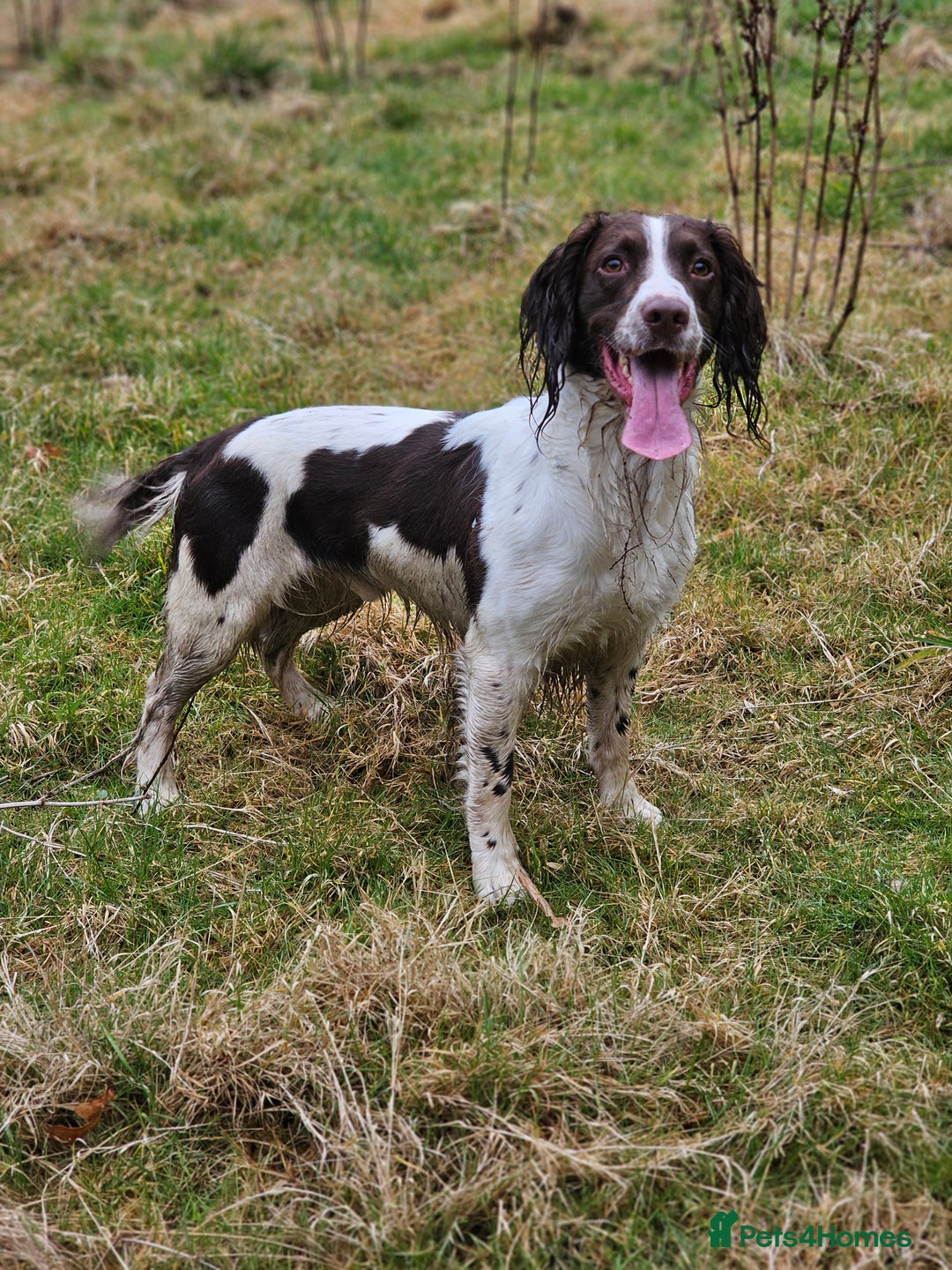 English Springer Spaniel dogs for stud: English Springer Spaniel Stud in Derby - Advert 13