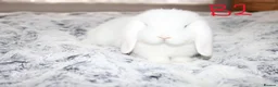 Mini Lop rabbits for sale: Stunning Mini Lop Babies - Advert 7