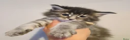 Maine Coon cats for sale: Mainecoon tica registered kittens shaded line - Advert 3