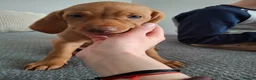 Hungarian Vizsla dogs for sale: Hungarian vizsla puppies  - Advert 4