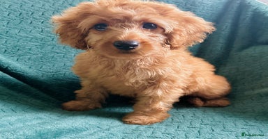 Labradoodle dogs in Milton Keynes - Advert 8