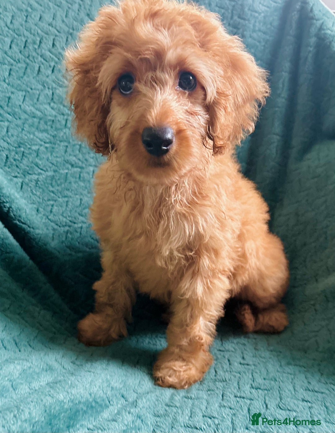 Labradoodle dogs for sale: Cute 🥰 Miniature Labradoodle Puppy 🐶  in Milton Keynes - Image 3