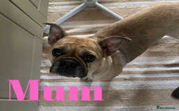 French Bulldog dogs for sale: FRENCH BULLDOG PUPPIES , THOROUGHBRED  - Image 3