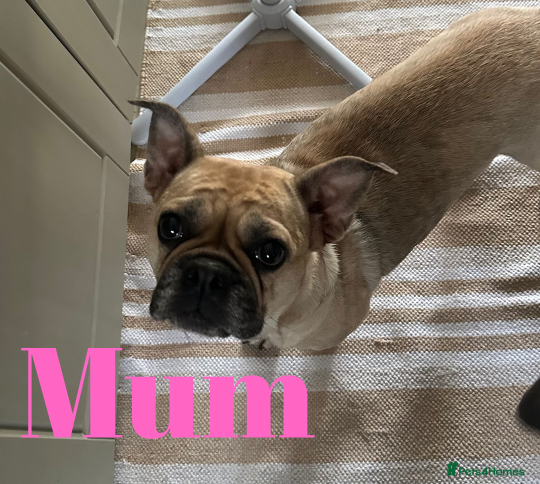 French Bulldog dogs for sale: FRENCH BULLDOG PUPPIES , THOROUGHBRED  - Image 3