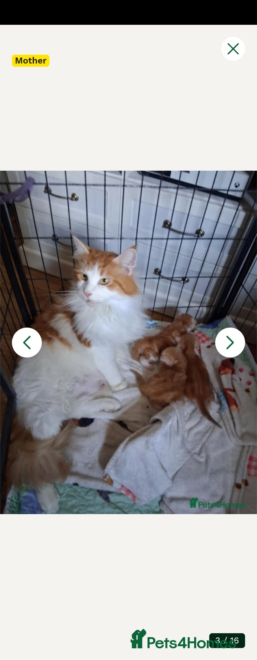 Maine Coon cats Maine coon boy full breed - Advert 2