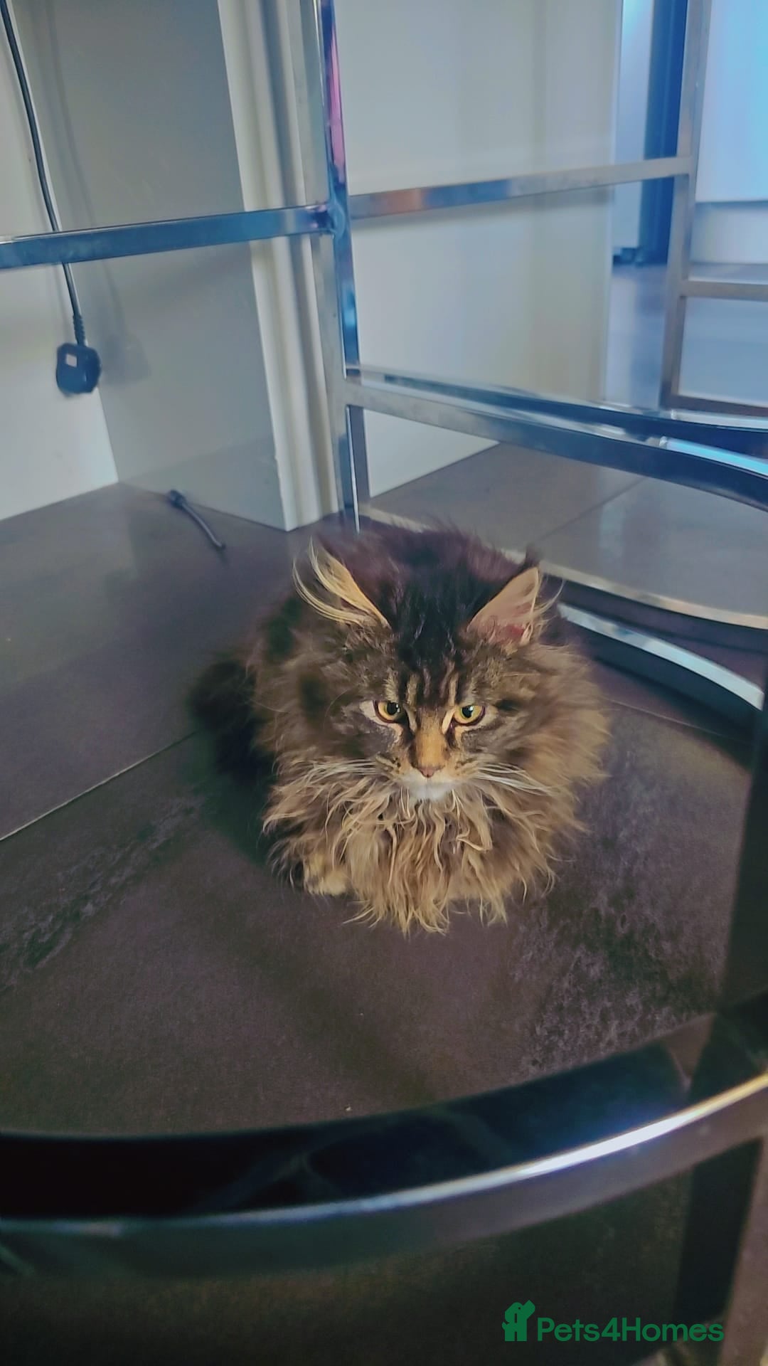 Maine Coon cats MAINE COON KITTENS - Advert 2