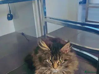 Maine Coon cats MAINE COON KITTENS - Advert 1