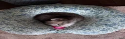 Persian cats for sale: Beautiful friendly socialised kittens in Altrincham - Advert 9