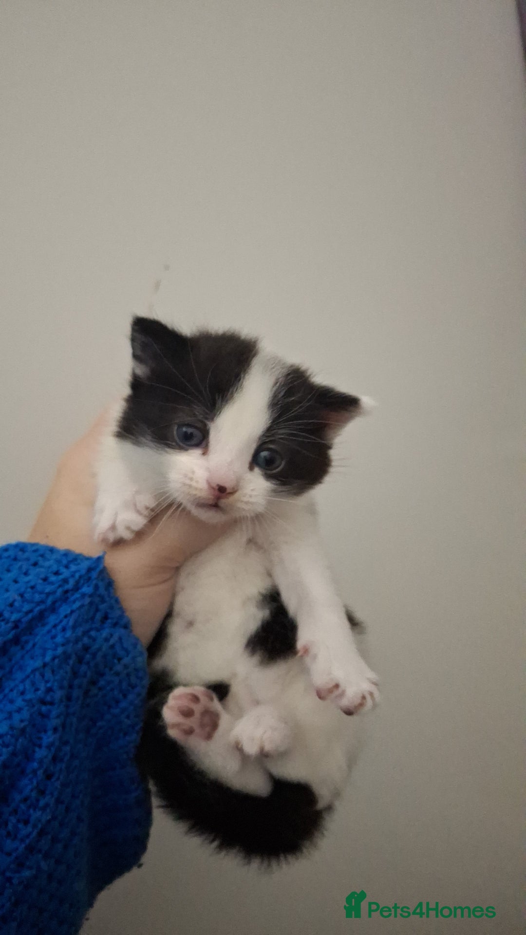 Asian cats for sale: Black and white kittens - Advert 3