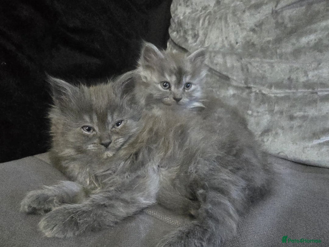 Persian cats for sale: 3 stunning Persian kittens ready now.  - Advert 21