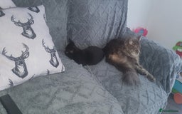 Maine Coon cats for sale: FEMALE MAINCOONE AND BRITISH SHORT HAIR CROSS - Image 6