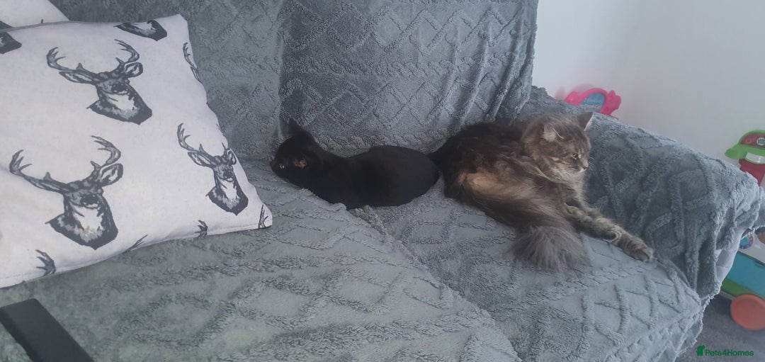 Maine Coon cats for sale: FEMALE MAINCOONE AND BRITISH SHORT HAIR CROSS - Image 6