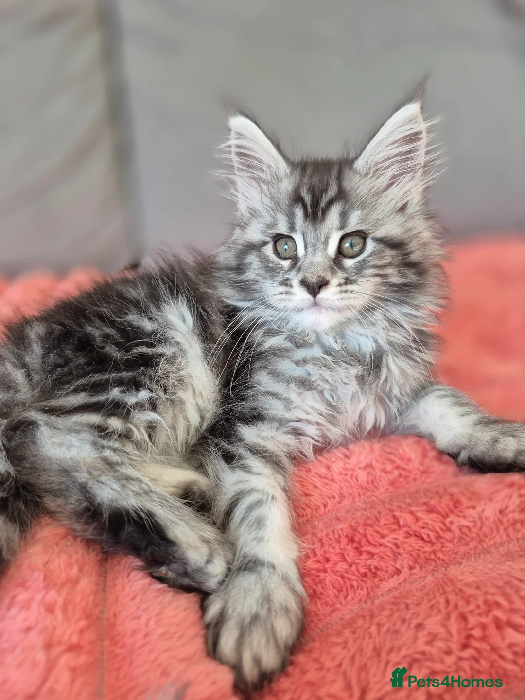 Maine Coon cats for sale: Beautiful Maine Coon Kittens–Ready for new Homes  - Advert 39