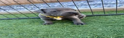 Staffordshire Bull Terrier dogs for sale: KC reg Blue Staff Puppies  - Advert 10