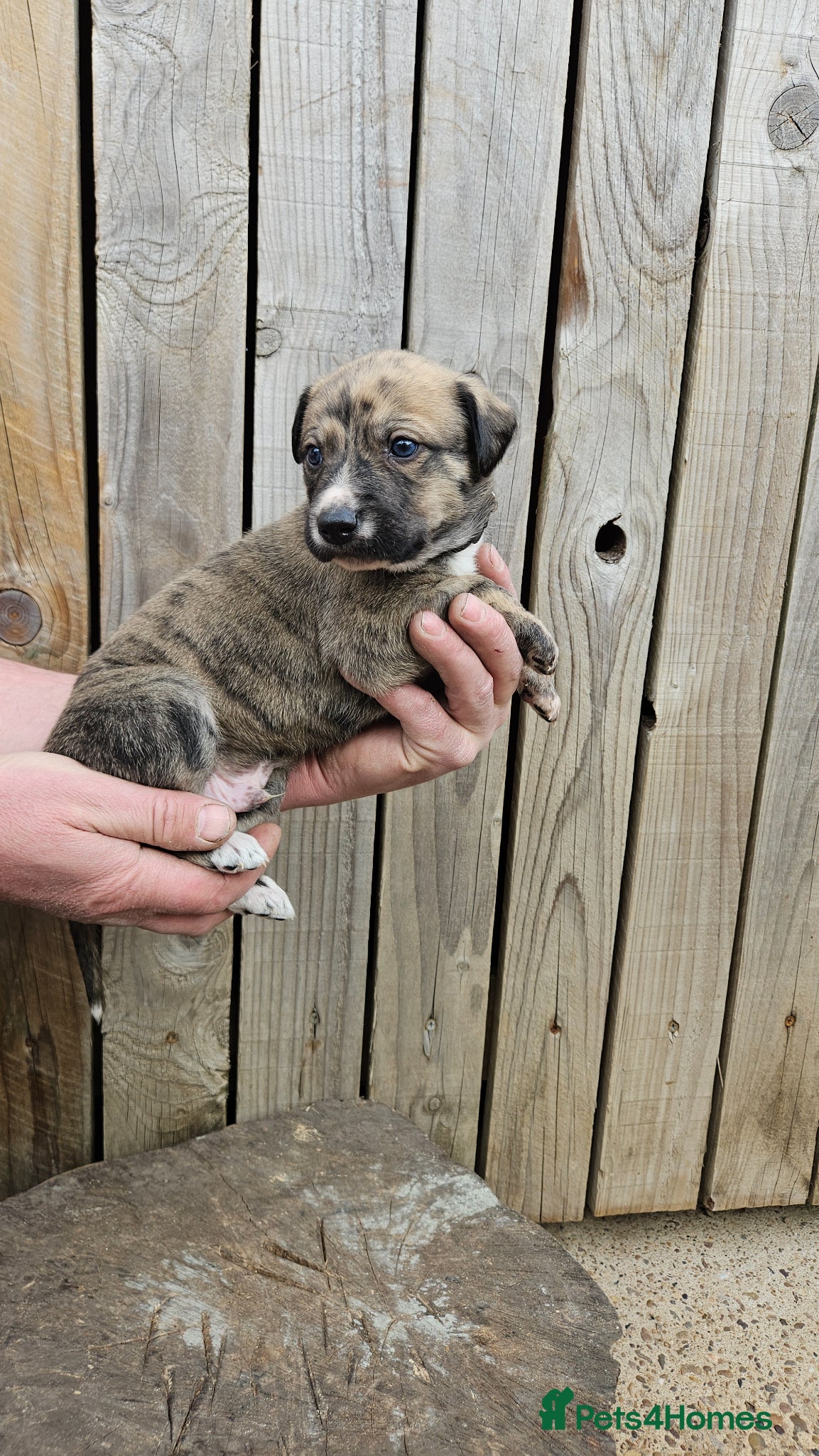 Lurcher dogs Lurcher pups  - Advert 1