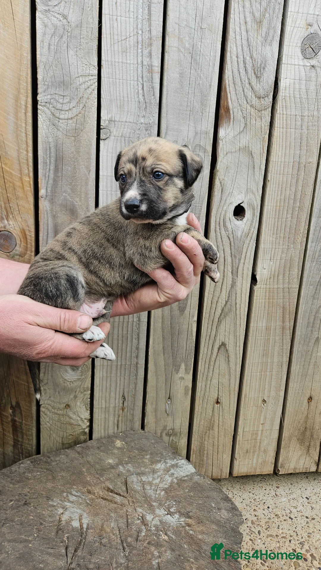 Lurcher dogs for sale: Lurcher pups  - Advert 1