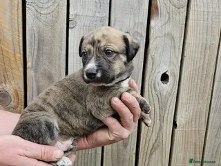 Lurcher dogs Lurcher pups - Advert 1