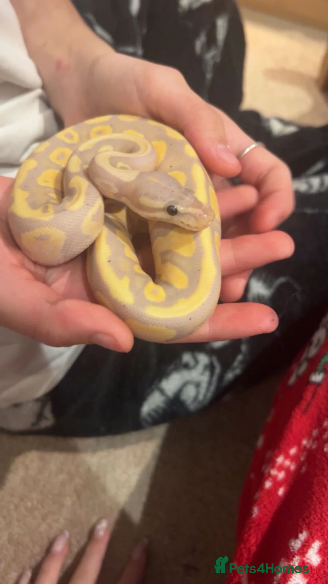 Python Snake reptiles for sale: ball python  - Advert 4