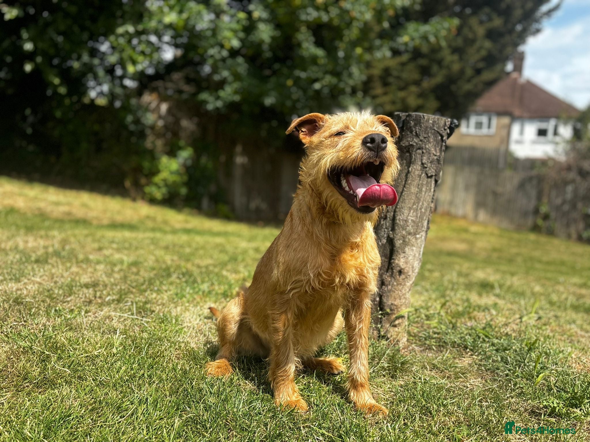 Soft Coated Wheaten Terrier dogs Wheaten Terrier - Advert 3
