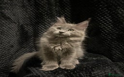 Maine Coon cats for sale: Monarch Maine coon cats - Image 3