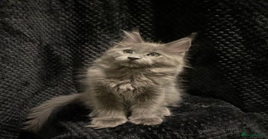 Maine Coon cats - Advert 13