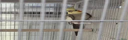 Cockatiels birds for sale: Cockatiel Birds for Sale - Advert 4